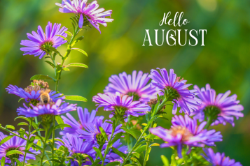 Hello August and flowers